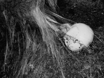 High angle view of bird in nest