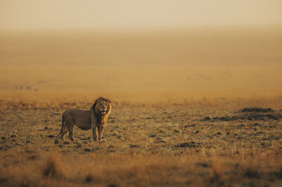 Lion on field against sky during sunset