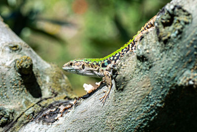 Close-up of a lizard on rock