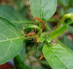 Close-up of insect on plant