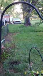 Plants growing on a car