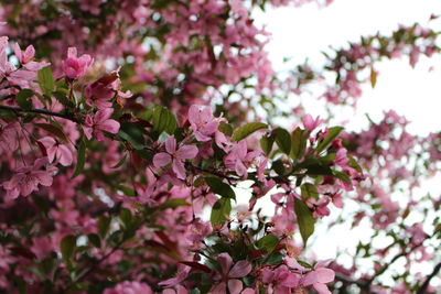 Close-up of pink flowers