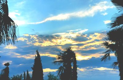 Low angle view of palm trees against sky