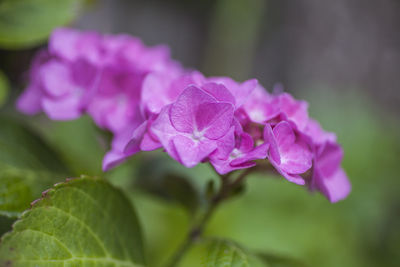 Close-up of pink flowering plant