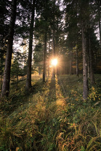 Sunlight streaming through trees in forest
