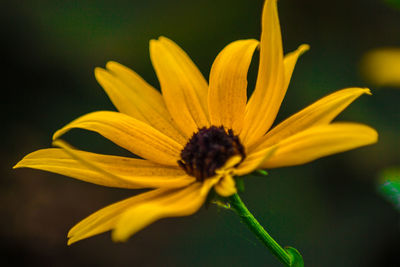 Close-up of yellow flower