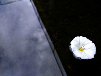 High angle view of white flowering plant in water