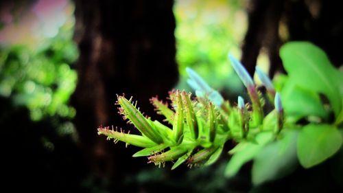 Close-up of plant