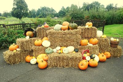 Pumpkins on pumpkin