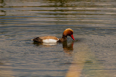 Swans swimming in lake