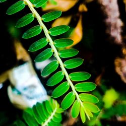 Close-up of fresh green leaves