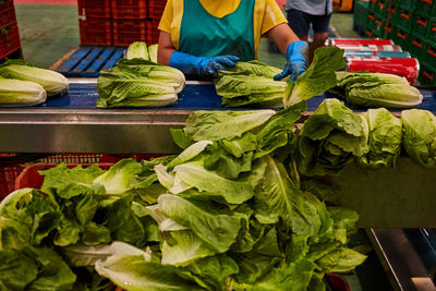 Side view of crop unrecognizable female cutting stumps of lettuce while working in countryside on farm