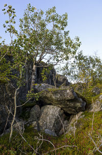 Low angle view of trees against sky