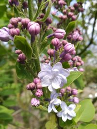 Close-up of purple flowers blooming on tree