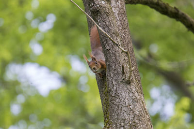 Squirrel on tree trunk