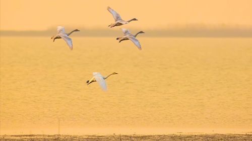 Seagulls flying over sea against sky during sunset