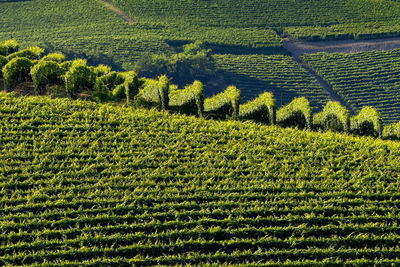 Crops growing on field