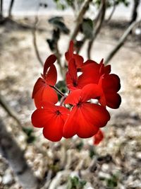 Close-up of red flower