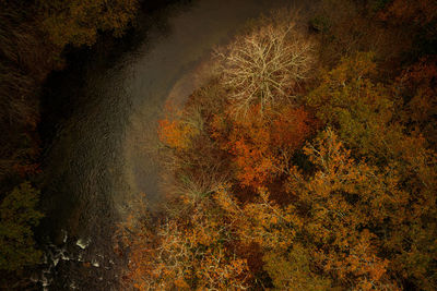 High angle view of trees in forest during autumn