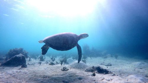 Jellyfish swimming in sea