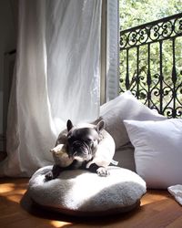 Dogs relaxing on window at home