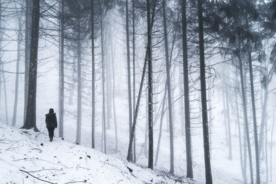 Rear view of woman walking on a snow covered forest path