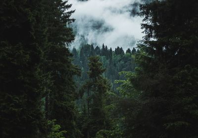 Trees in forest against sky