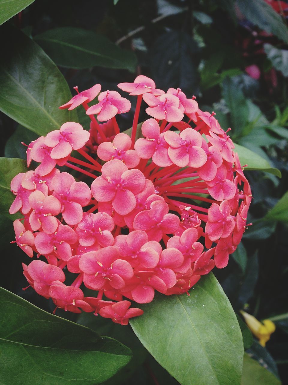 flower, freshness, growth, leaf, fragility, petal, beauty in nature, pink color, plant, close-up, nature, flower head, blooming, focus on foreground, green color, rose - flower, red, high angle view, in bloom, bunch of flowers