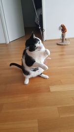 High angle view of cat sitting on table at home
