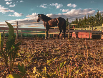 Horses on field against sky