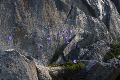 Close-up of purple flowering plant