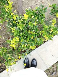 Low section of person standing by plants