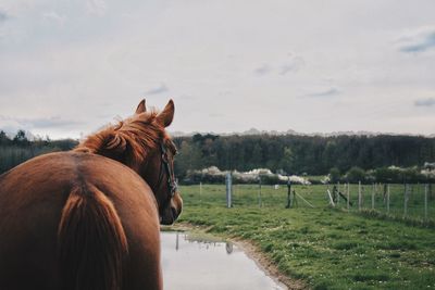 Horse in ranch
