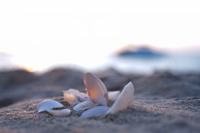 Close-up of shells on beach against sky