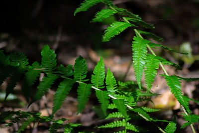 Close-up of fern plant