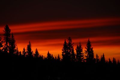 Silhouette of trees during sunset