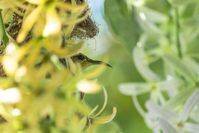 Close-up of insect on plant