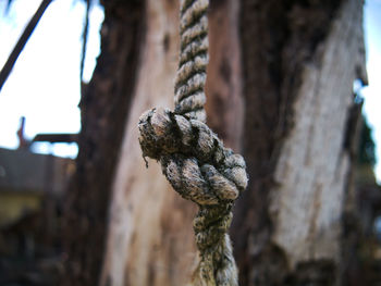 Close-up of rope tied on tree