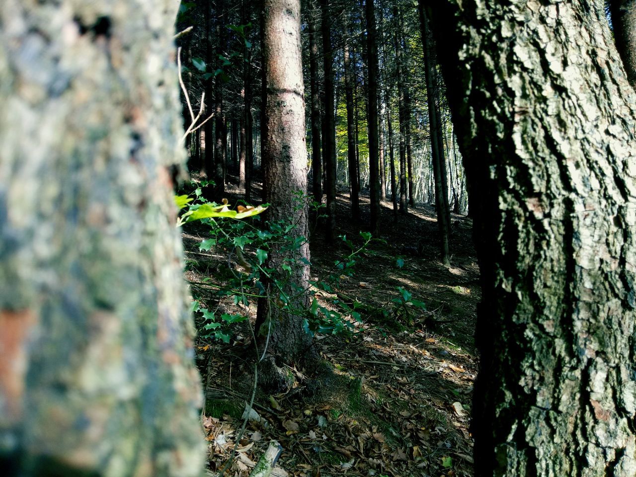 tree trunk, trunk, tree, plant, land, forest, growth, nature, day, no people, tranquility, woodland, selective focus, outdoors, beauty in nature, moss, tranquil scene, close-up, field, wood - material, bark, lichen