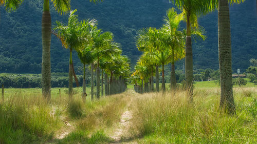 Plants and trees on field