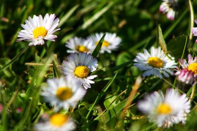 Close-up of white daisy flowers