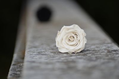 Close-up of white rose