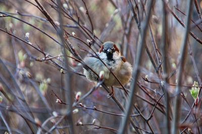 Close-up of bird perching on bare tree