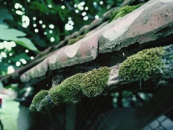 Close-up of lichen on tree