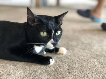 Close-up portrait of black cat lying on floor