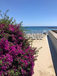 Flowers on beach against clear blue sky