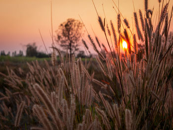 Close-up of stalks in field against sunset sky