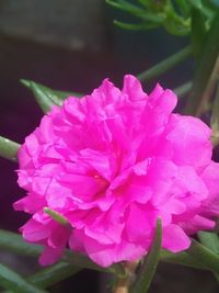 Close-up of pink rose flower