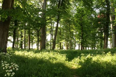 Trees in forest