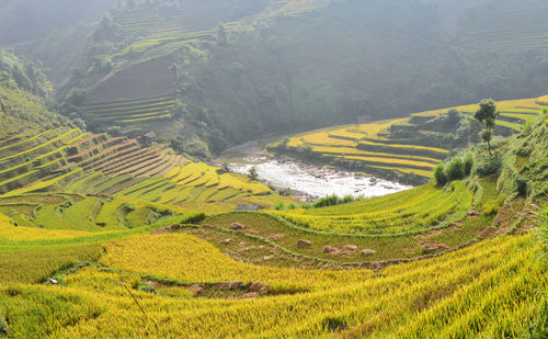 Scenic view of agricultural field